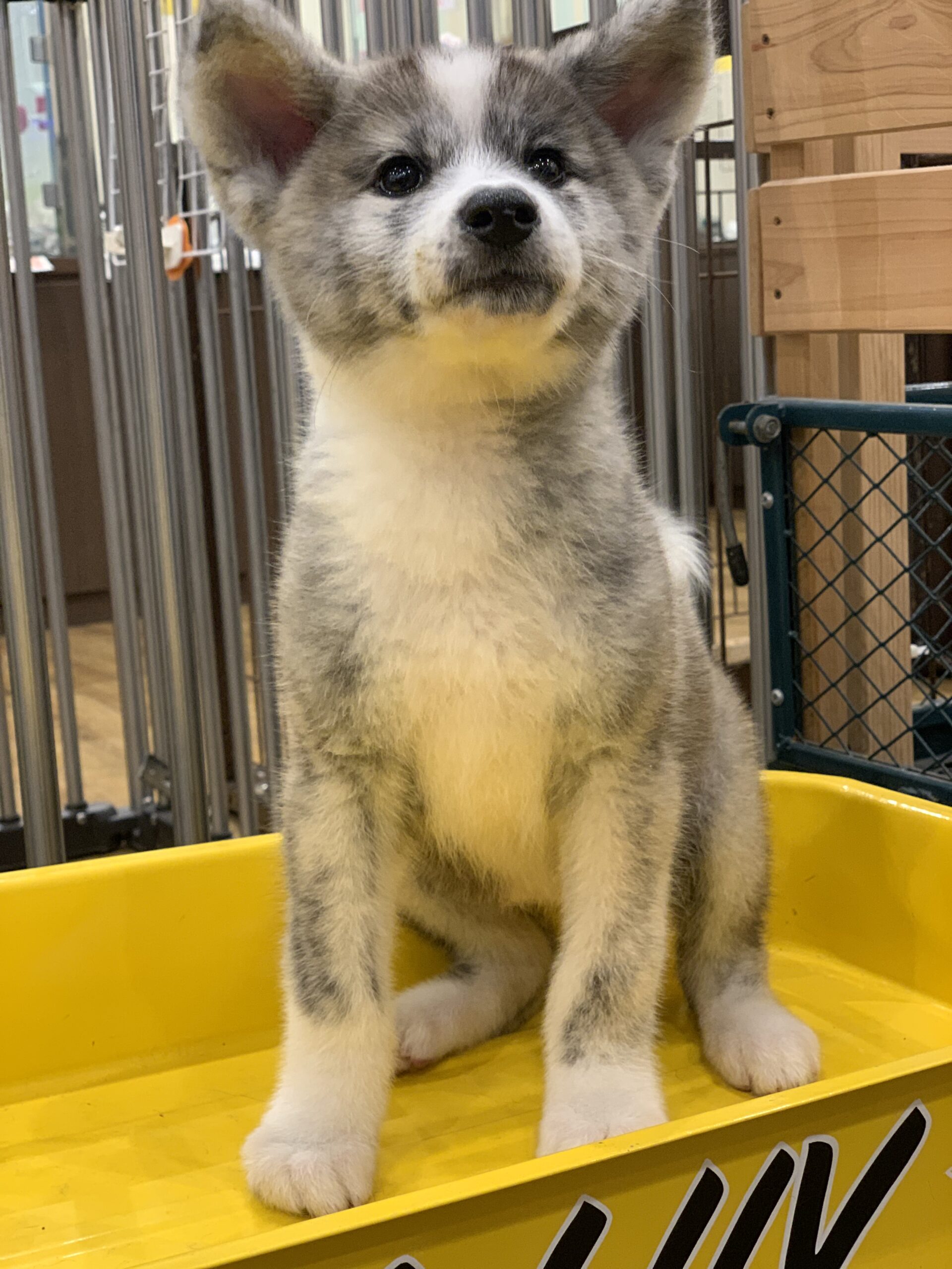 秋田犬 沖縄県でペットお探し トリミング ペットホテルなら子犬専門ペットショップpuppy Luv パピーラブ へ