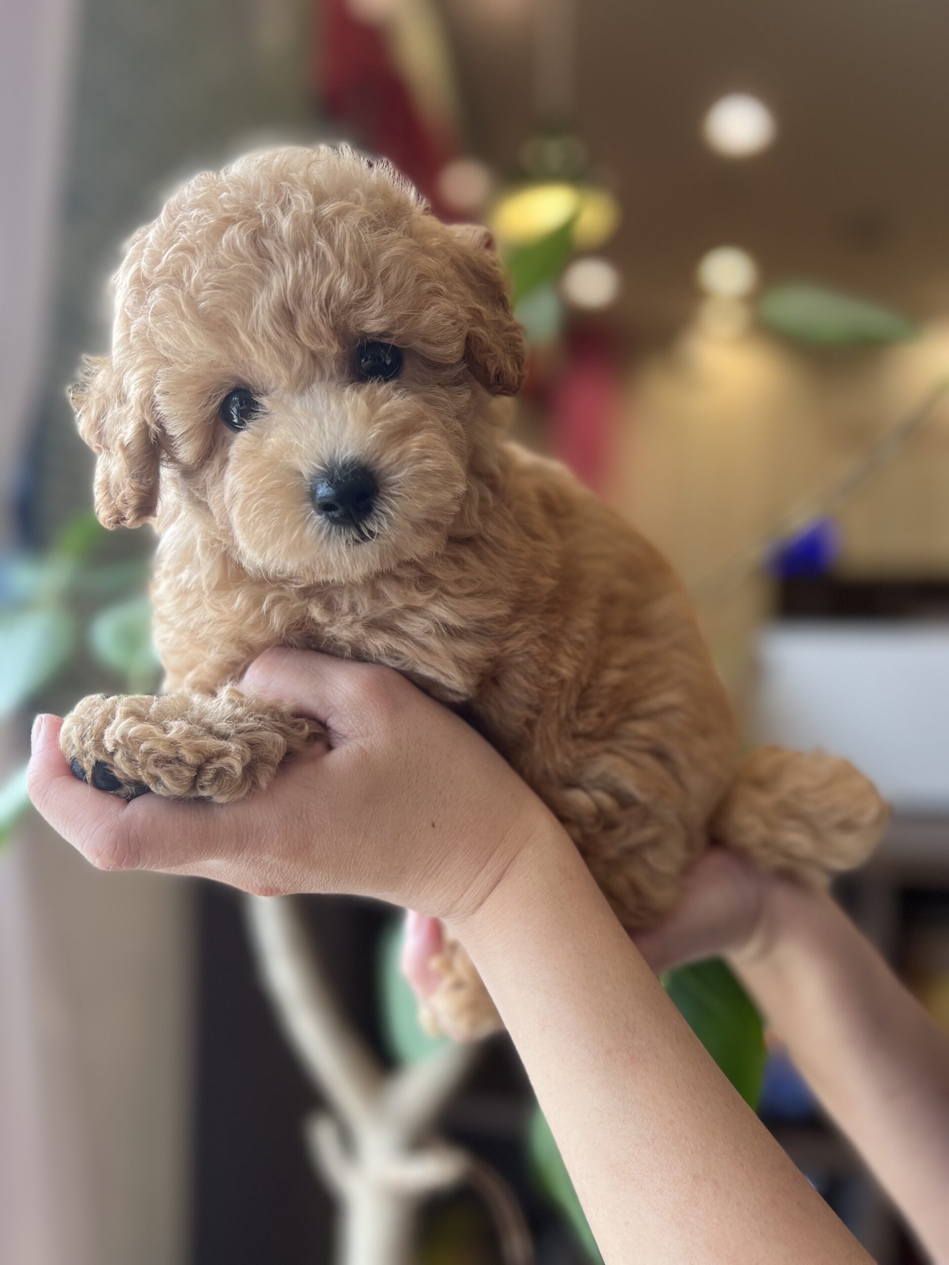 トイプードル Puppy Luv パピーラブ
