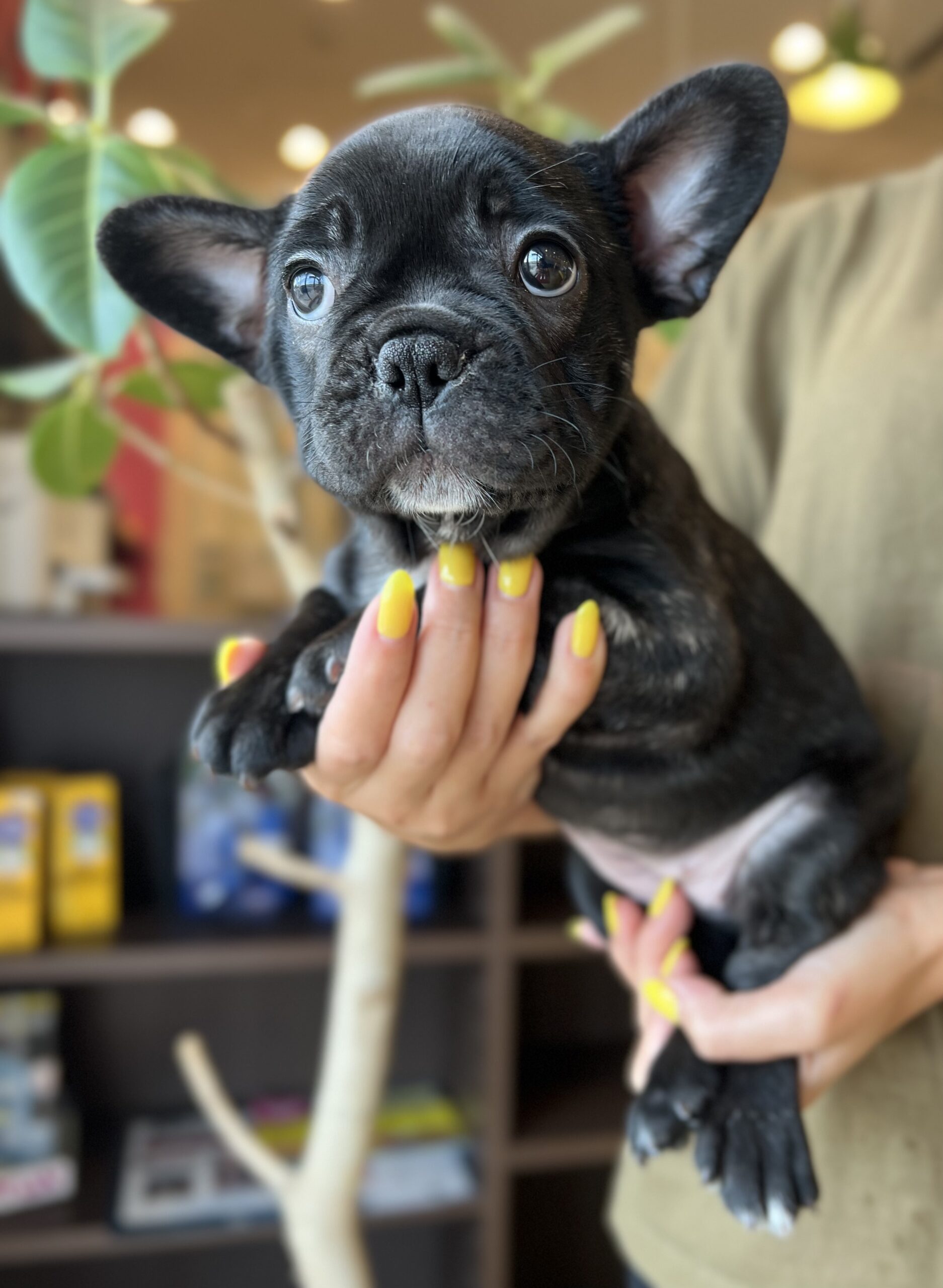 フレンチブルドッグ Puppy Luv パピーラブ