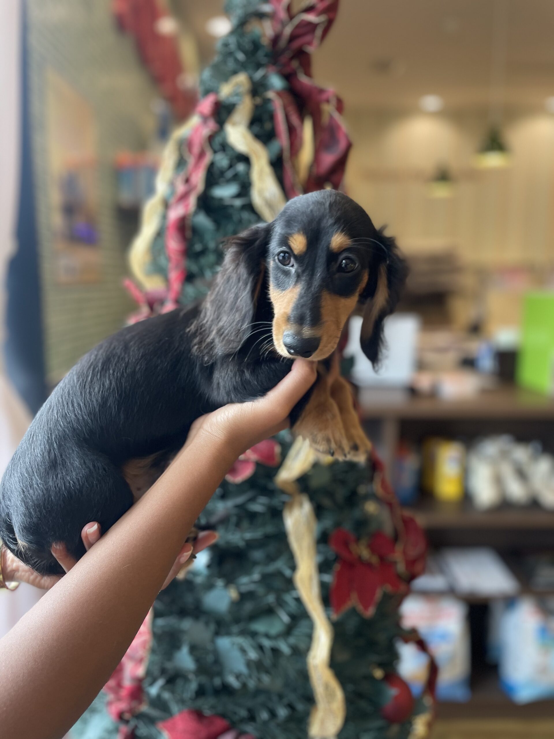 ミニチュアダックスフンド Puppy Luv パピーラブ ミニチュアダックスフンド Puppy Luv パピーラブ