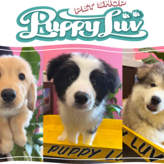 今月の家族が決まったワンちゃんたち