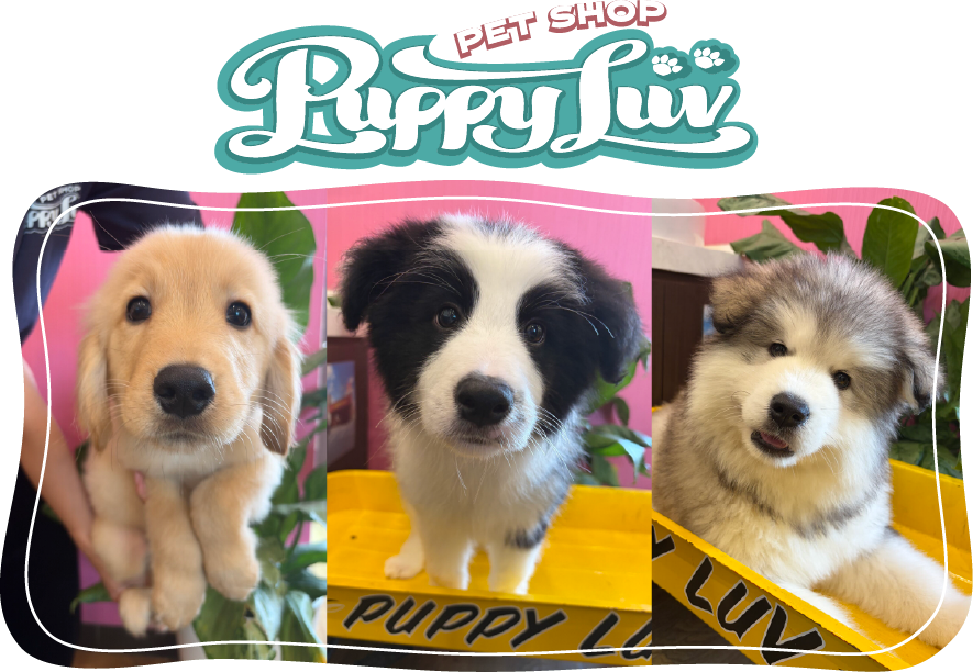 今月の家族が決まったワンちゃんたち